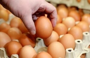 Infeksi Salmonella Serang Amerika, Telur Ayam Diduga Penyebabnya