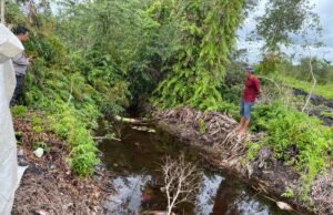 Mayat Guru Ditemukan Mengapung di Handil Kasgoro Desa Pematang Panjang