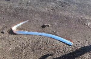Langka! Oarfish, Ikan “Kiamat” Terdampar di Pantai Baja California, Meksiko
