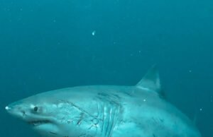 Penyelam Asal Swedia Temui Hiu Putih Raksasa di Perairan Bali