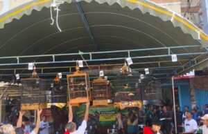 Kompetisi Gantangan Burung Honda 2025: Saat Suara Merdu Satukan Komunitas dan Brand!