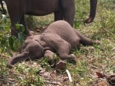 Tesso Nilo Terancam Habis: Gajah, Tapir, hingga Owa Kehilangan Rumah Akibat Sawit & Perambahan Anak gajah di Tesso Nilo bernama Tari ditemukan mati pada Rabu (10/9/2025) pagi. (dok. Istimewa)
