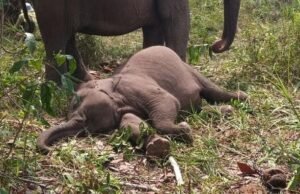 Tesso Nilo Terancam Habis: Gajah, Tapir, hingga Owa Kehilangan Rumah Akibat Sawit & Perambahan Anak gajah di Tesso Nilo bernama Tari ditemukan mati pada Rabu (10/9/2025) pagi. (dok. Istimewa)