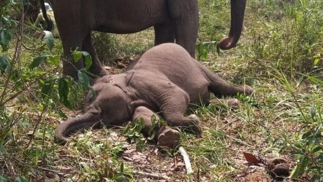 Anak gajah di Tesso Nilo bernama Tari ditemukan mati pada Rabu (10/9/2025) pagi. (dok. Istimewa) Anak gajah di Tesso Nilo bernama Tari ditemukan mati pada Rabu (10/9/2025) pagi. (dok. Istimewa)