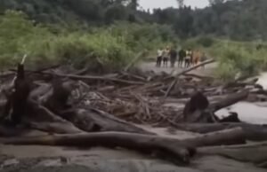 Tumpukan Kayu Gelondongan Hanyut di Sungai Pas Papua, Jembatan Distrik Keerom Putus Tumpukan Kayu Gelondongan Hanyut di Sungai Pas Papua, Jembatan Distrik Keerom Putus