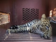 Menegangkan! Macan Tutul Masuk Permukiman Desa Maruyung Bandung, Tiga Warga Alami Luka Gigitan Menegangkan! Macan Tutul Masuk Permukiman Desa Maruyung Bandung, Tiga Warga Alami Luka Gigitan