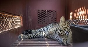 Menegangkan! Macan Tutul Masuk Permukiman Desa Maruyung Bandung, Tiga Warga Alami Luka Gigitan Menegangkan! Macan Tutul Masuk Permukiman Desa Maruyung Bandung, Tiga Warga Alami Luka Gigitan