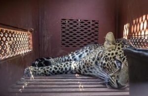 Menegangkan! Macan Tutul Masuk Permukiman Desa Maruyung Bandung, Tiga Warga Alami Luka Gigitan Menegangkan! Macan Tutul Masuk Permukiman Desa Maruyung Bandung, Tiga Warga Alami Luka Gigitan