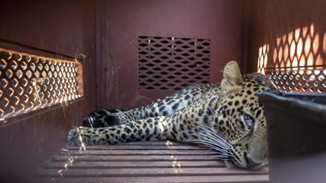 Menegangkan! Macan Tutul Masuk Permukiman Desa Maruyung Bandung, Tiga Warga Alami Luka Gigitan Menegangkan! Macan Tutul Masuk Permukiman Desa Maruyung Bandung, Tiga Warga Alami Luka Gigitan