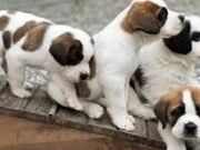 Viral 7 Anjing Kabur dari Pencuri di China, Jalan 17 Km Demi Pulang ke Rumah Viral 7 Anjing Kabur dari Pencuri di China, Jalan 17 Km Demi Pulang ke Rumah