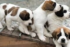 Viral 7 Anjing Kabur dari Pencuri di China, Jalan 17 Km Demi Pulang ke Rumah Viral 7 Anjing Kabur dari Pencuri di China, Jalan 17 Km Demi Pulang ke Rumah