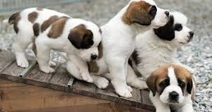 Viral 7 Anjing Kabur dari Pencuri di China, Jalan 17 Km Demi Pulang ke Rumah Viral 7 Anjing Kabur dari Pencuri di China, Jalan 17 Km Demi Pulang ke Rumah