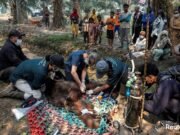 Orangutan Sampurna Ditemukan Tak Sadarkan Diri di Kebun Sawit Ketapang, Diduga Terpapar Asap Karhutla Tim Penyelamat Evakuasi Orangutan Sampurna dari Perkebunan Sawit di Ketapang. Foto Dok YIARI