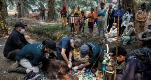 Orangutan Sampurna Ditemukan Tak Sadarkan Diri di Kebun Sawit Ketapang, Diduga Terpapar Asap Karhutla Tim Penyelamat Evakuasi Orangutan Sampurna dari Perkebunan Sawit di Ketapang. Foto Dok YIARI