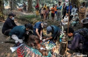 Orangutan Sampurna Ditemukan Tak Sadarkan Diri di Kebun Sawit Ketapang, Diduga Terpapar Asap Karhutla Tim Penyelamat Evakuasi Orangutan Sampurna dari Perkebunan Sawit di Ketapang. Foto Dok YIARI
