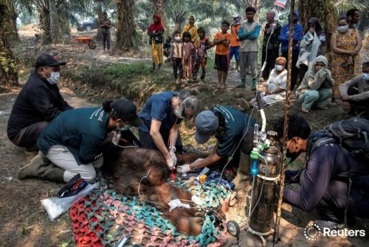 Orangutan Sampurna Ditemukan Tak Sadarkan Diri di Kebun Sawit Ketapang, Diduga Terpapar Asap Karhutla Tim Penyelamat Evakuasi Orangutan Sampurna dari Perkebunan Sawit di Ketapang. Foto Dok YIARI