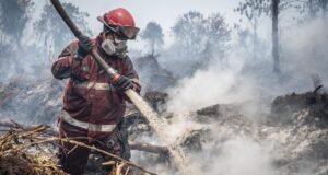 Karhutla di Sekitar IKN Meningkat, 470 Kejadian Capai 1.393 Hektare Kebakaran cepat meluas karena angin kencang, cuaca panas, dan lahan gambut yang kering serta rawan terbakar. Namun, pemadaman terkendala sumber air. (ANTARA FOTO/Bayu Pratama S)